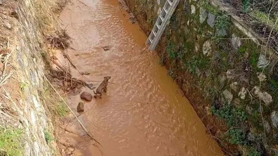 Aydın Efeler'de Sulama Kanalına Düşen Sokak Köpeği İtfaiye Ekipleri Tarafından Hayata Döndürüldü