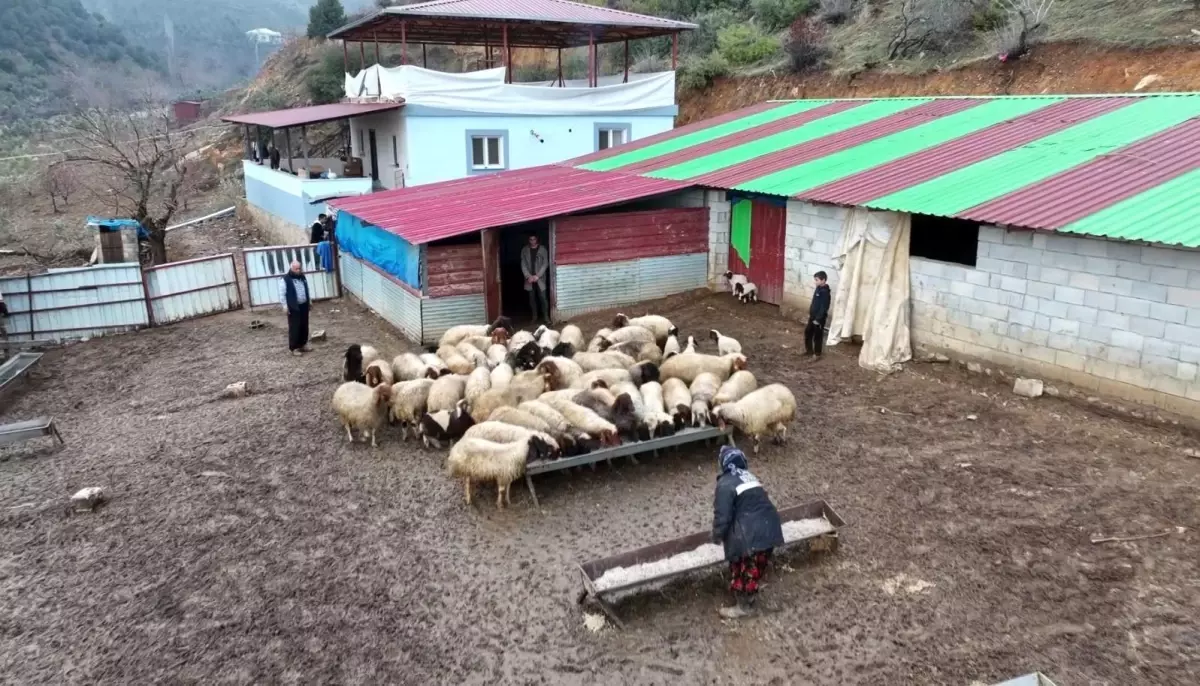 Kadir Aslan’ın çiftlikteki hayvanları