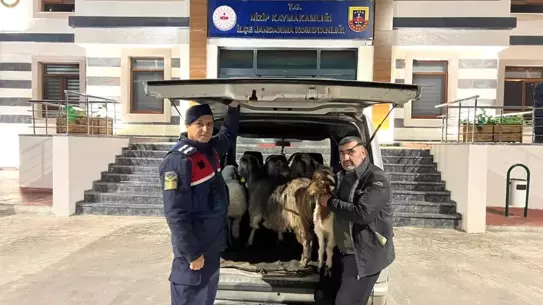 Gaziantep’te Sahte Para Kullanarak Hayvan Dolandırıcılığı Operasyonu Çökertildi