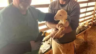 Sazlı Mahallesi’nde Hayvan Sağlığı İçin Kritik Aşılama Çalışması