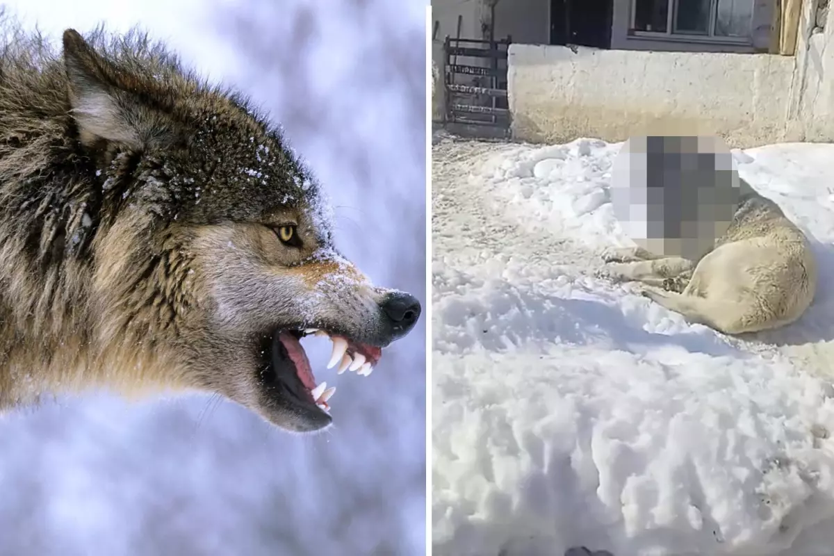 Sivas'ta Kangal Köpeği Kurtla Mücadele Ettikten Sonra Şok Eden Görüntü Paylaşıldı