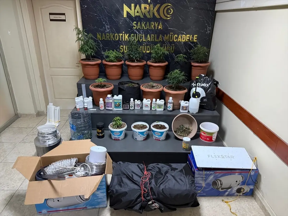 Sakarya'nın Geyve İlçesinde Büyük Kenevir Operasyonu: 2 Şüpheli Gözaltında