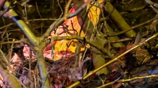 Adana’da Devrilen Ağacın Dalları Hafif Ticari Araca Çarptı