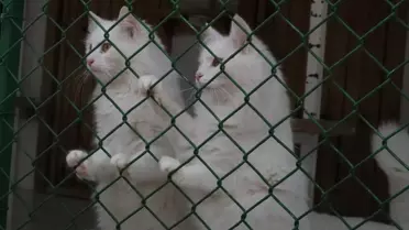 Sahiplendirilen Ankara kedileri