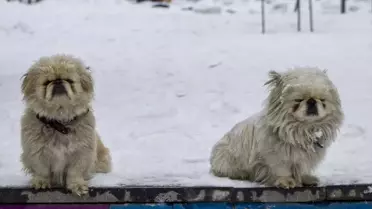 Erzurum ve Kars’ta Şiddetli Kar Yağışı Yol ve Kaldırımları Felç Etti