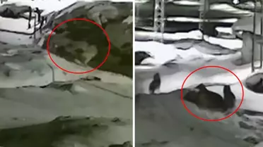 Ardahan Göle’de Gece Yarısı Kurt Sürüsü Köpeği Katletti: Görüntüler Gönülleri Yaktı