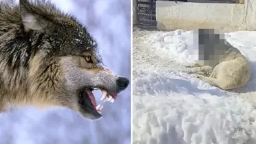 Sivas'ta Kangal Köpeği Kurtla Mücadele Ettikten Sonra Şok Eden Görüntü Paylaşıldı