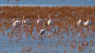 Gediz Deltası’nda Artan Çevresel Tehditler: Kirlilik ve Kuraklık