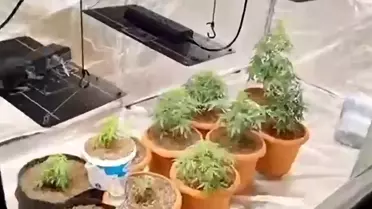 Geyve'de Serada Yasa Dışı Hint Keneviri Yetiştiriciliği Operasyonu