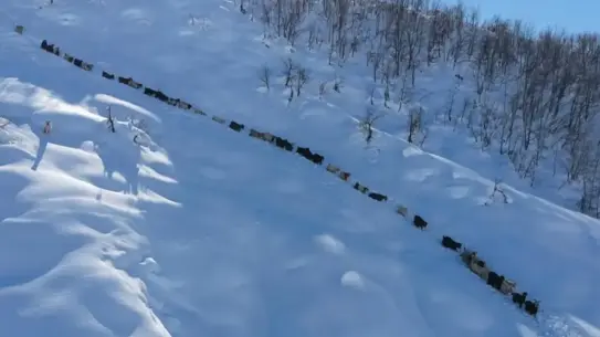 Ovacık’ta Sahte Dekontla Besiciyi Dolandıran Şüpheli Mahkeme Kararıyla Tutuklandı