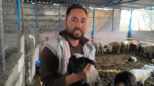 Kuzunun iki başı birlikte bakıyor