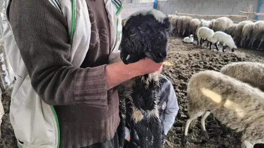 Hatay’da Doğan Çift Başlı Kuzu Gözleriyle Büyülüyor