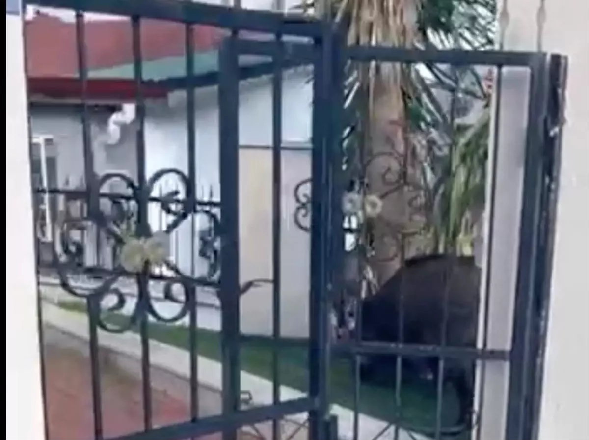 Marmaris’te Yaban Domuzları Sorunu: Belediye Bilgi Verme Yükümlülüğü Mahkeme Tarafından Onaylandı