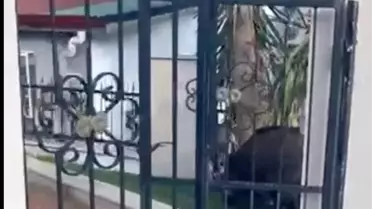 Marmaris’te Yaban Domuzları Sorunu: Belediye Bilgi Verme Yükümlülüğü Mahkeme Tarafından Onaylandı