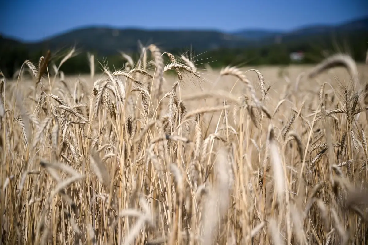 Torbalı’da Yağmur Dolu Günler: Kuraklıkla Mücadele Eden Çiftçilere Umut