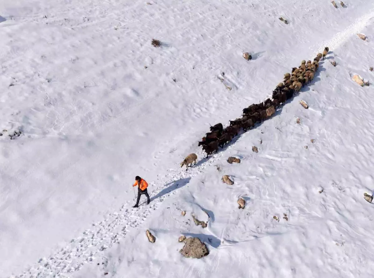 Mazıdağı'nda Kar Yağışı Hayvancılıkta Zorlu Günlere Yol Açtı