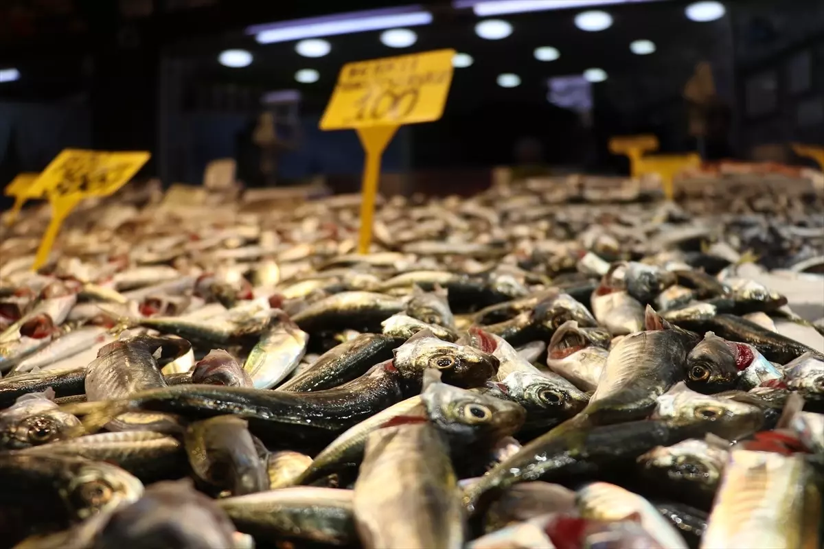 Trabzon’da İstavrit Fiyatları Rekora Koştu: Kilogramı 100 Lira