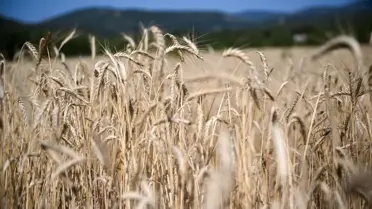 Torbalı’da Yağmur Dolu Günler: Kuraklıkla Mücadele Eden Çiftçilere Umut