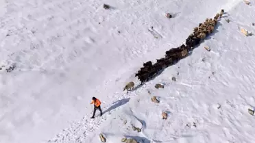 Kar altında Mazıdağı hayvan barınağı