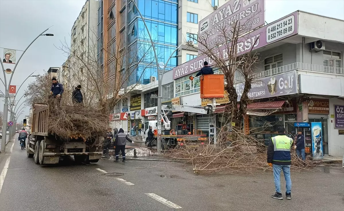 Batman’da Ağaç Budama Çalışmaları Devam Ediyor: Şehir Yeşil Alanlarını Güvence Altına Alıyor