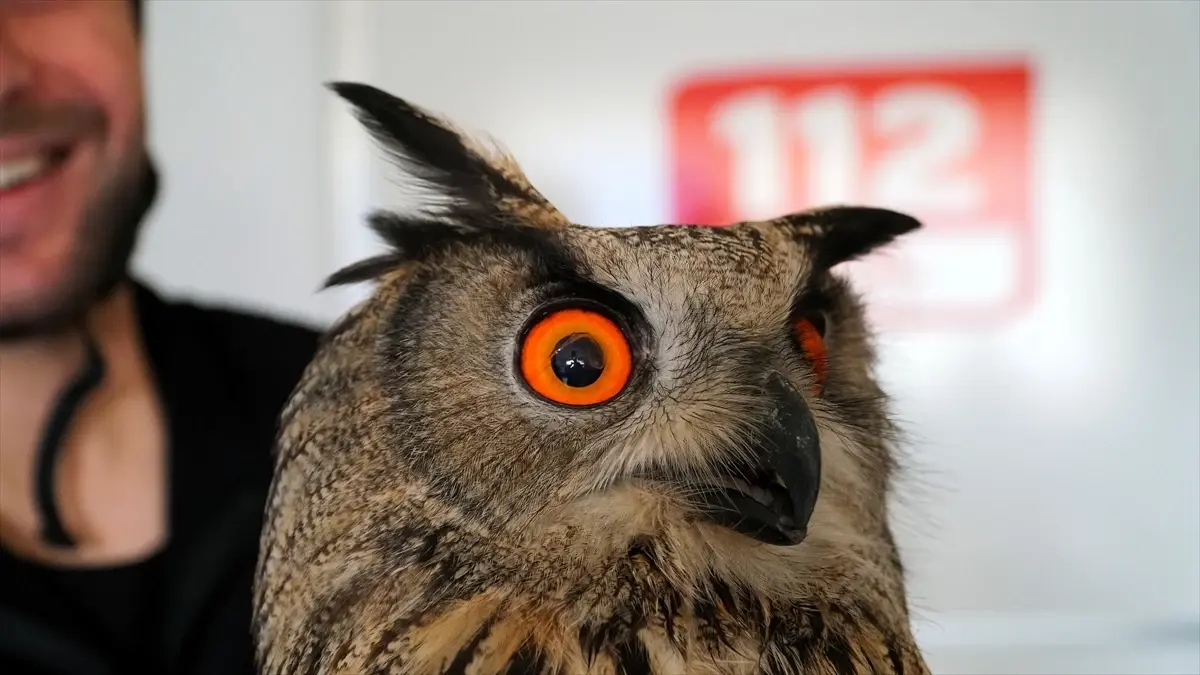 Osmancık’ta Elektrik Çarpmasıyla Yaralanan Puhu Veterinerlikte Tedavi Altına Alındı