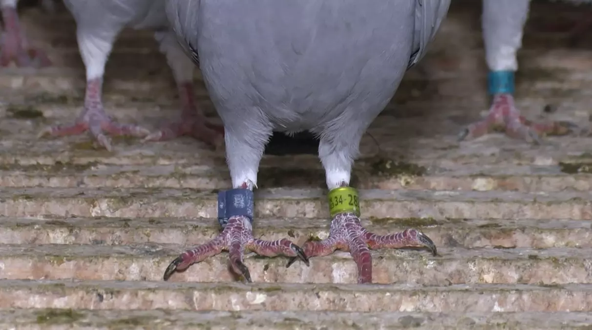 Adana’da Kaybolan Posta Güvercini İçin 75 Bin TL Ödül Açıklandı