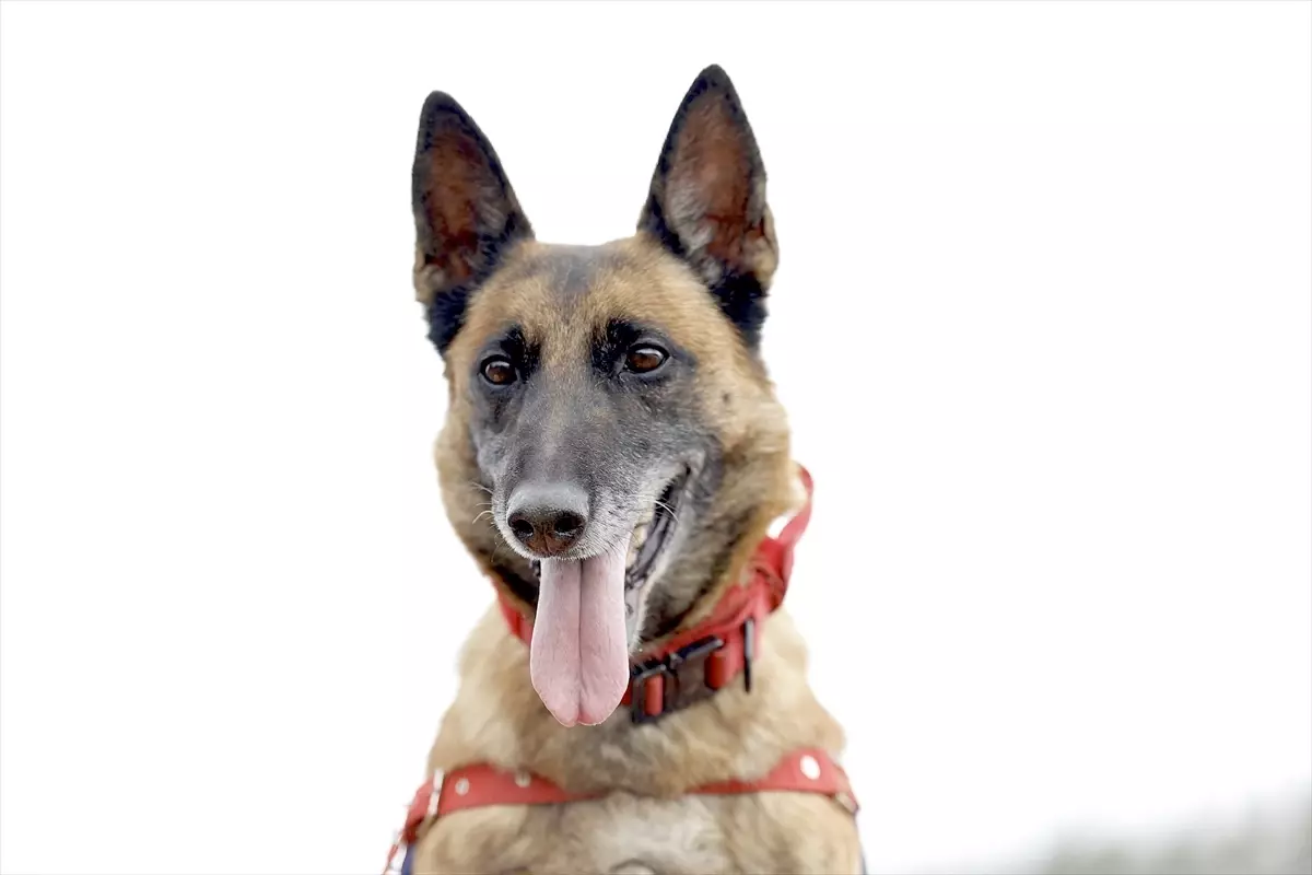 Sima: Jandarmanın Afetlerde Hayati İz Bırakan Kahraman Köpeği