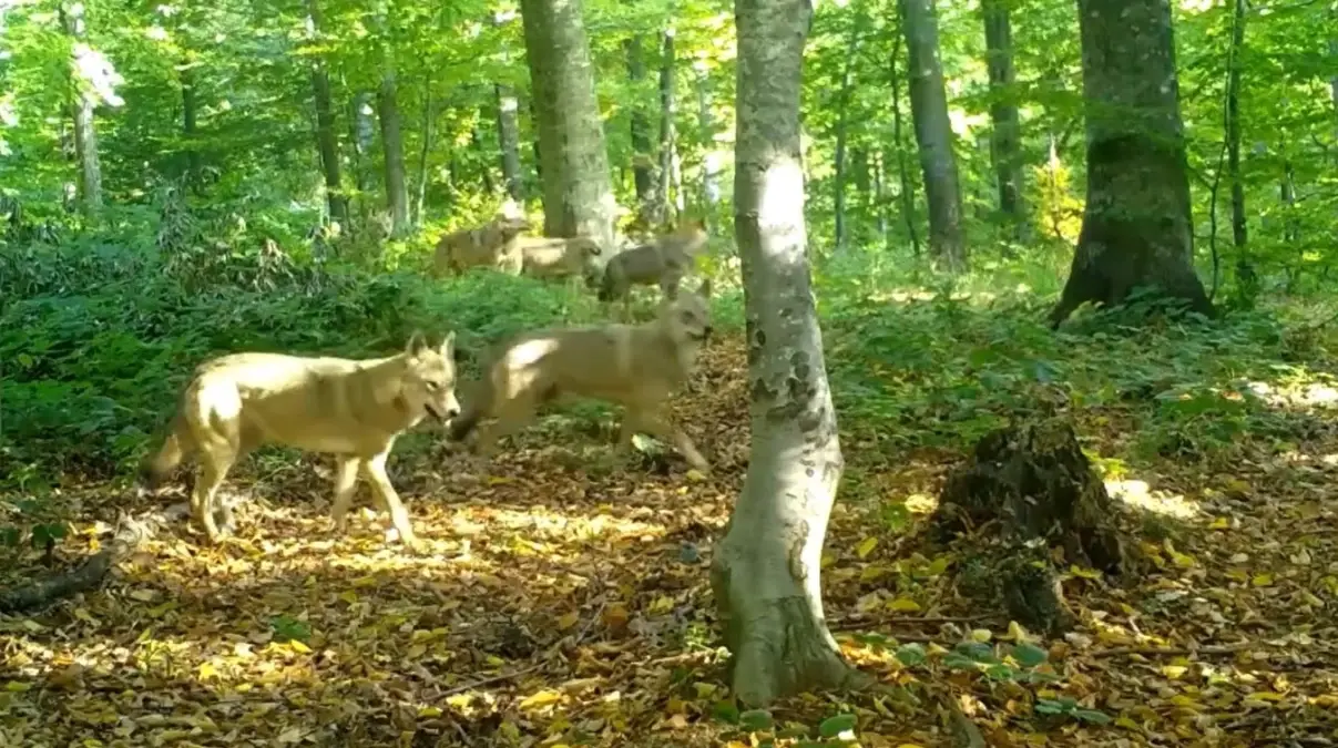 Bursa Ormanlarında Görülen Yaban Kurtları: 7 Görüntü Paylaşıldı