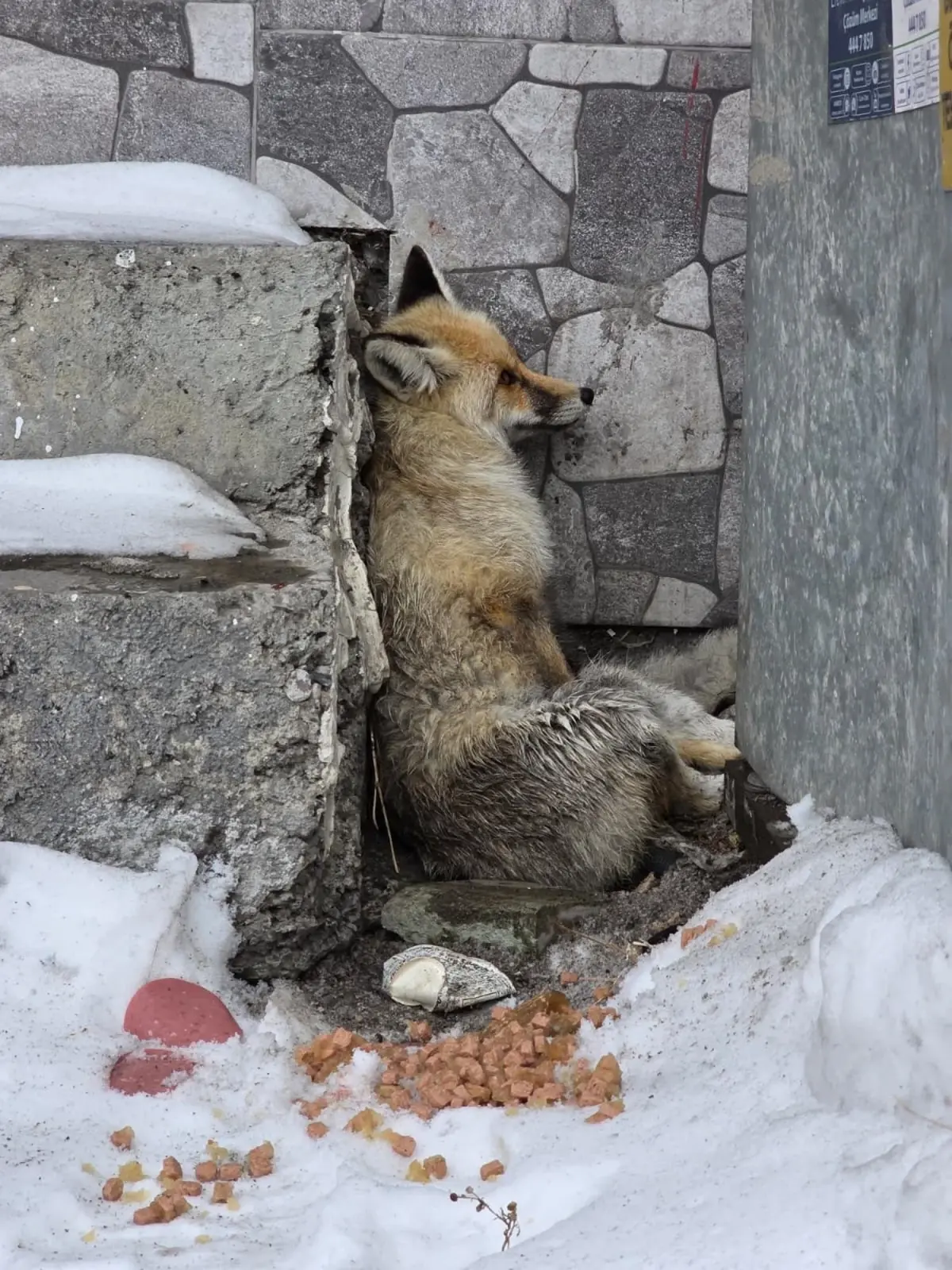 Ardahan’da Belediye Başkanı Faruk Demir’in Tilkiye Yardım Seferberliği