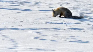 Kars’ta karla kaplı alanda yiyecek arayan yaban hayvanları