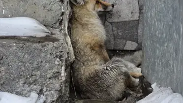 Yaralı tilkinin müdahale anı