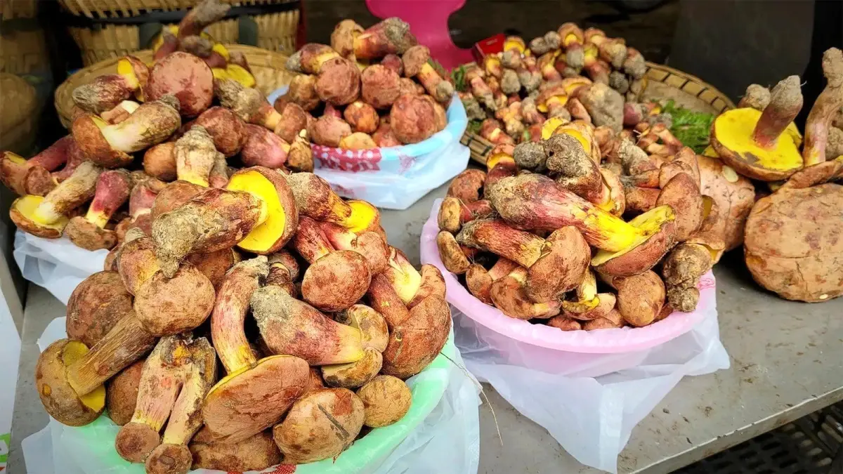 Yunnan’da Gizemli Mantar, Hastalarda Elf Benzeri Görüntüler Ortaya Çıkarıyor