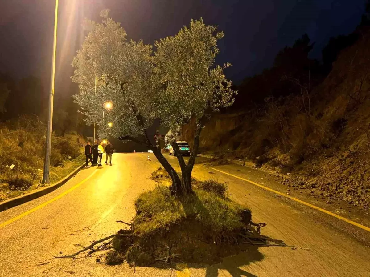 Şiddetli Sağanak Sonrası Zeytin Ağacı Karayolunu Kapattı, Sürücüler Şaşkınlık Yaşadı