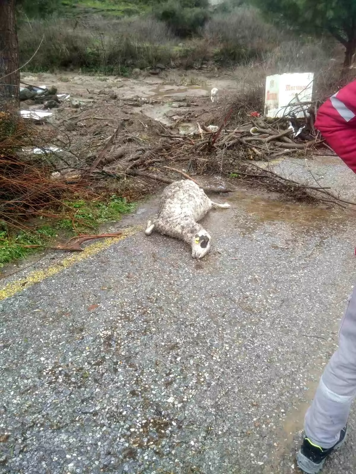 Karacahayıt Mahallesi’nde sel sonrası su içinde kalan koyunlar