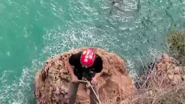 Kurtarılan Kedi ve Falez