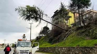 Yüksek gerilim hattına çarpan çam ağacı