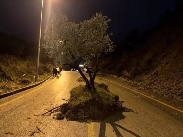 Yolun ortasındaki devasa zeytin ağacı