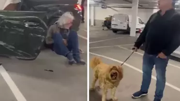 ABD’de Otopark Kazası: Şaşkın Köpek ve Sahibi Olayı İzledi