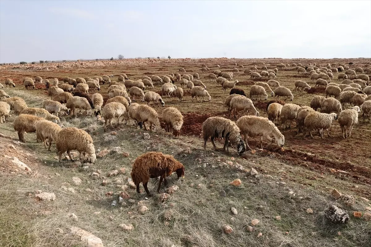 Depremzedelerin Hayvan Çiftliklerine Devlet Desteği: İbrahim Kaya’nın Başarı Hikayesi