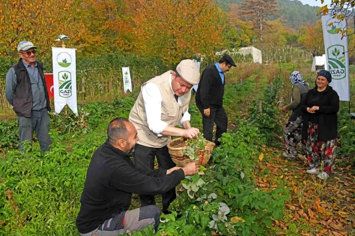 Osmangazi Belediyesi Dağ Köylerinde Ahududu Üretimini 100 Dönüme Çıkarmayı Planlıyor