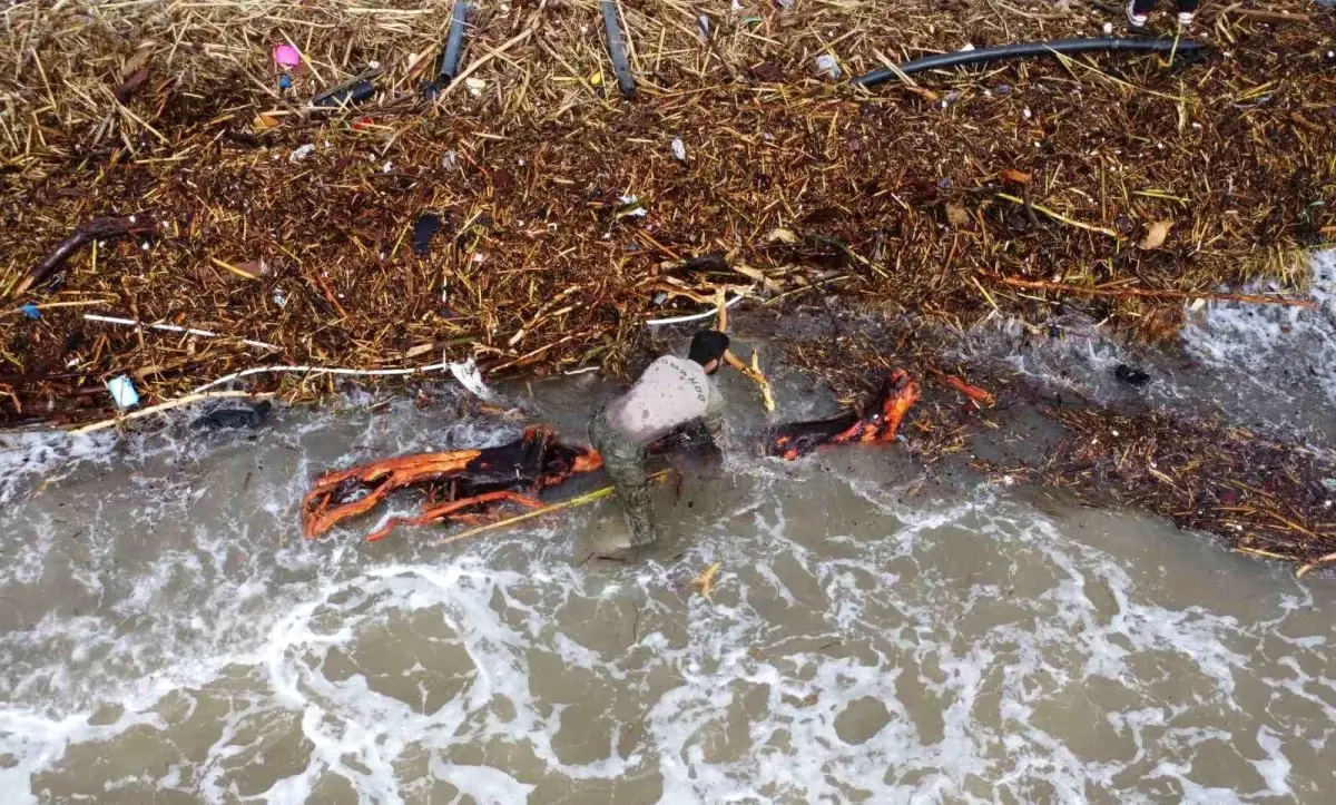 Mersin sahilinde odun yığınları