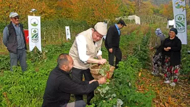 Ahududu bahçesi çalışma alanı