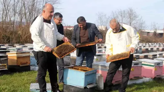Ordu’da Bal Üretimi Rekor Kovan Sayısıyla 2026 Sezonuna Hazırlanıyor