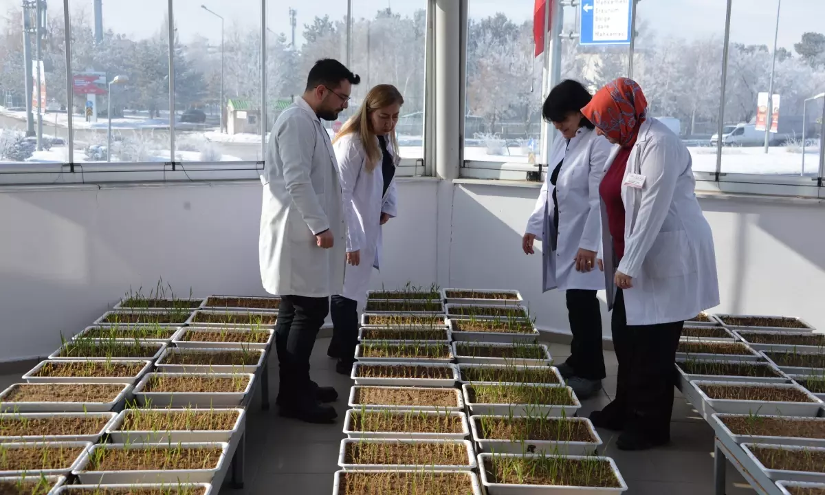 Erzurum’da -21°C’ye Dayanıklı Tohumlar Üretim Aşamasında