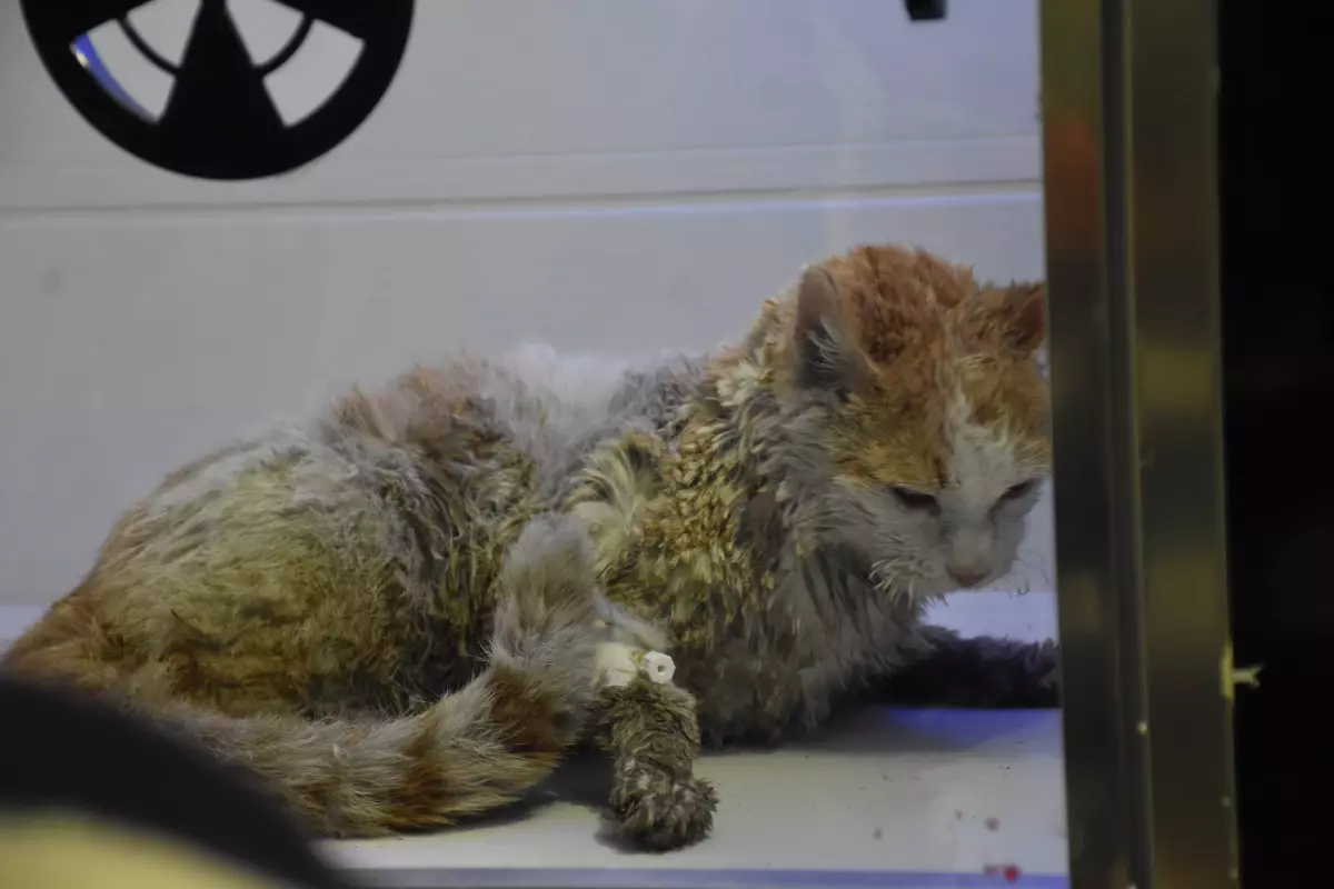 Sivas'ta Yangın Felaketi: 26 Kedi Öldü, 10 Kedi Kurtarıldı