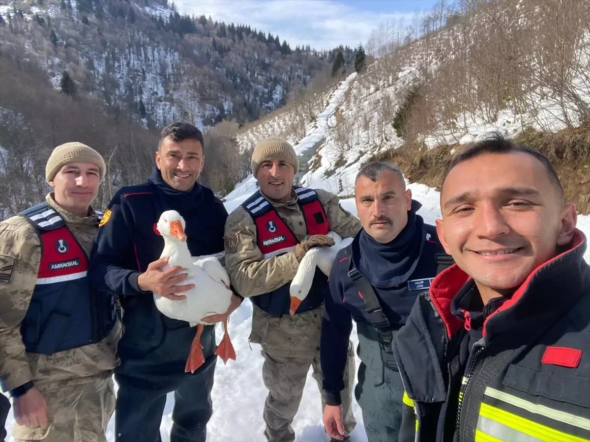 Ordu Kabadüz'de Kayıp Kazlar 2 km Sonra Bulundu, Sahiplerine Teslim Edildi