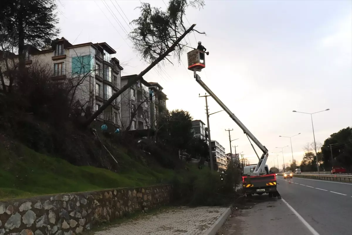 Ordu Ünye'de Şiddetli Rüzgar Ağaç Devrtti, Elektrik Kesintisi Yaşandı