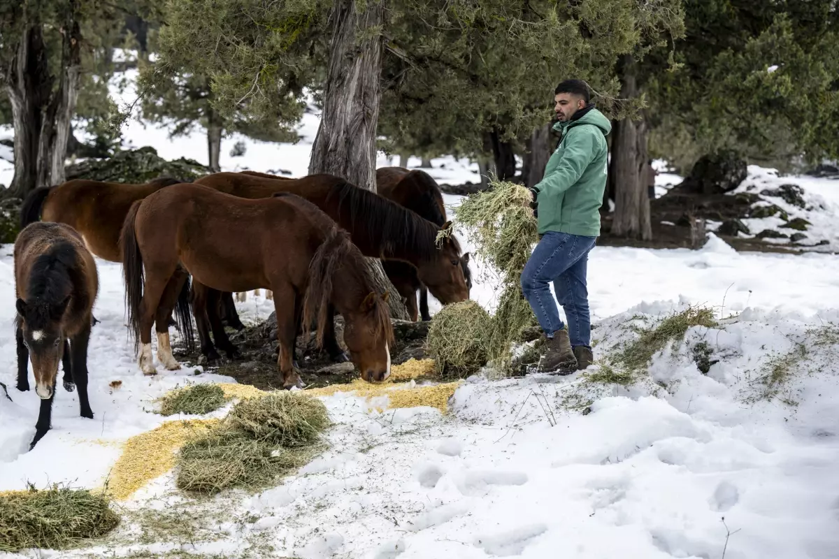 Tarsus’ta Kışa Hazırlık: Yılkı Atları ve Çoban Köpeklerine Besleme Kampanyası