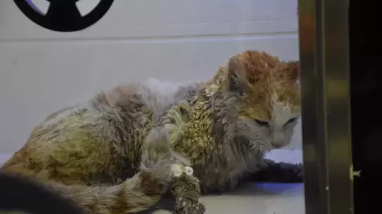 Yangın sırasında kurtarılan kediler