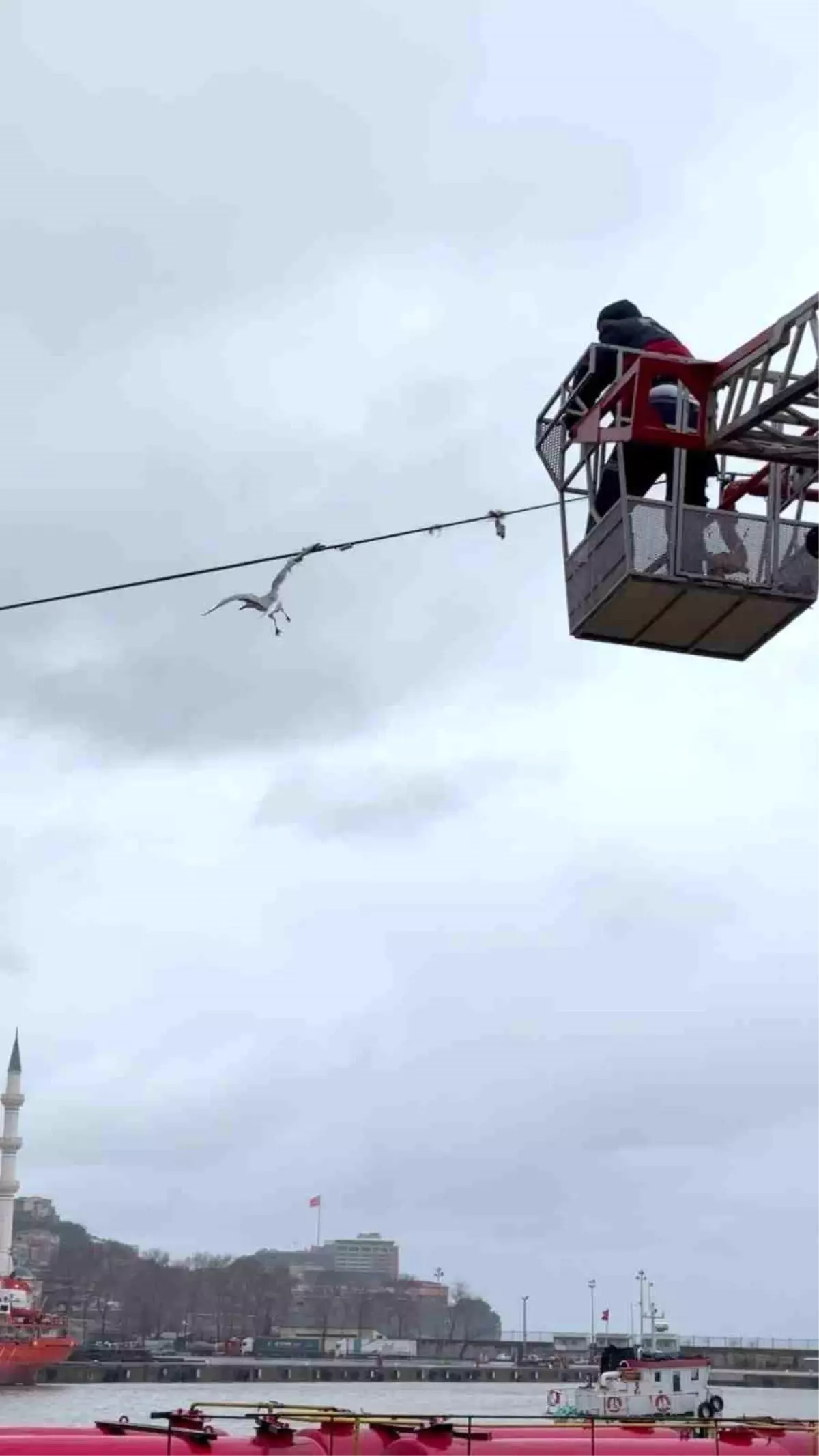 Zonguldak Limanı'nda Tel Örgüye Takılan Martı, İtfaiye Ekiplerinin Çabasıyla Kurtarıldı